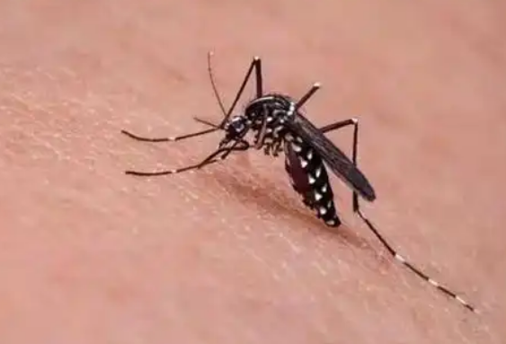 今年“最毒”的蚊子批量北移？亮潔滅蚊專(zhuān)家講解宿遷滅蚊方法